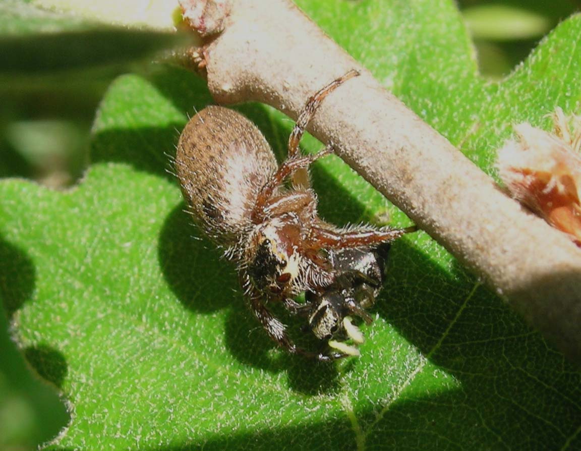 Evarcha jucunda preda Heliophanus sp.